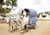 Bullock cart ride for recreation